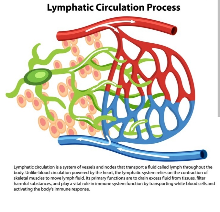 Lymphatic system process 