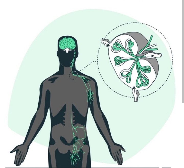 Lymph Nodes filter of life 