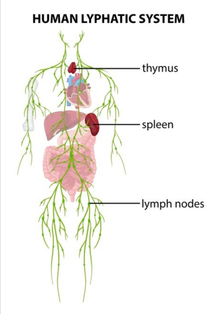 Lymphatic system 